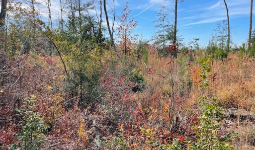 Photo #11 of SOLD property in Off Mullet Drive, Ivor, VA 25.5 acres