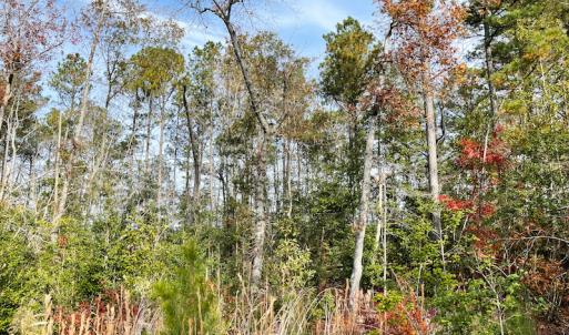 Photo #12 of SOLD property in Off Mullet Drive, Ivor, VA 25.5 acres