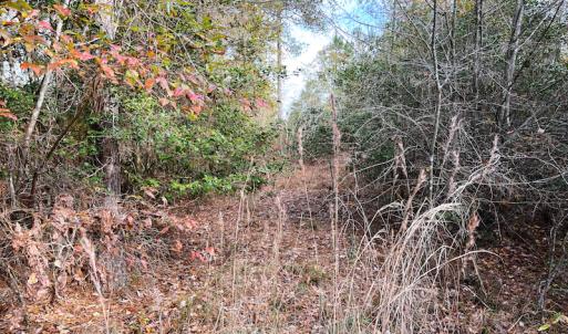 Photo #13 of SOLD property in Off Mullet Drive, Ivor, VA 25.5 acres