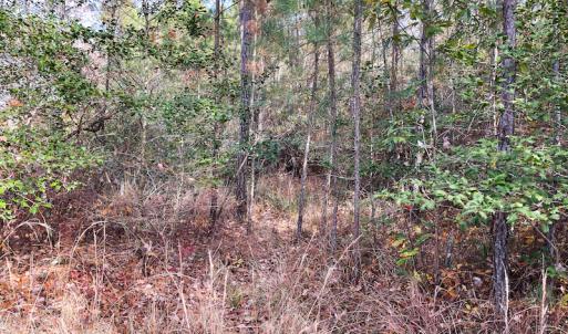 Photo #15 of SOLD property in Off Mullet Drive, Ivor, VA 25.5 acres
