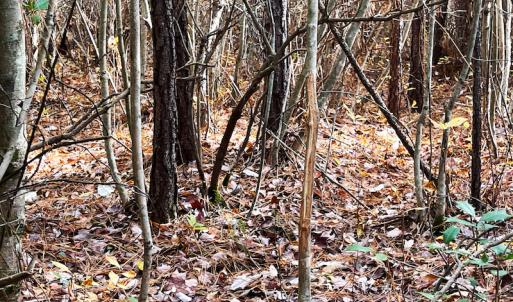 Photo #18 of SOLD property in Off Mullet Drive, Ivor, VA 25.5 acres