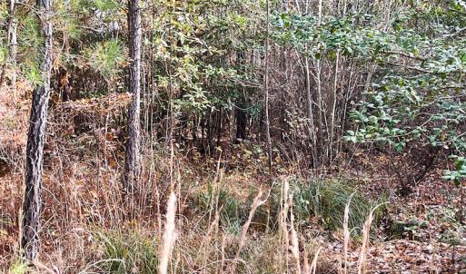 Photo #19 of SOLD property in Off Mullet Drive, Ivor, VA 25.5 acres