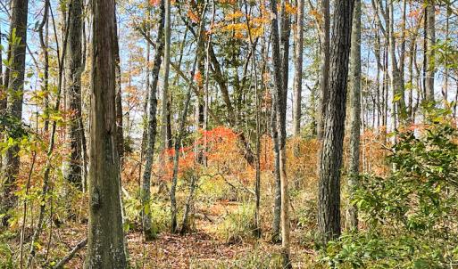 Photo #22 of SOLD property in Off Mullet Drive, Ivor, VA 25.5 acres