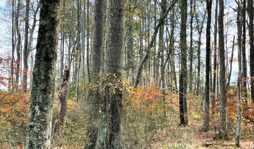 Photo #24 of SOLD property in Off Mullet Drive, Ivor, VA 25.5 acres