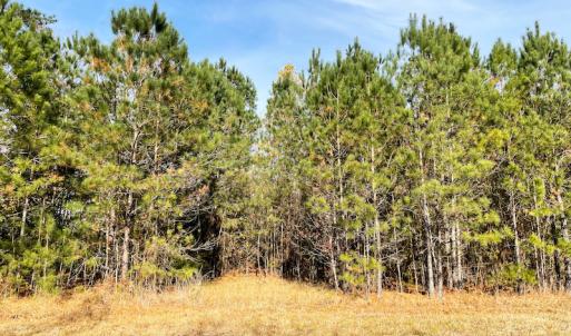 Photo #27 of SOLD property in Off Mullet Drive, Ivor, VA 25.5 acres