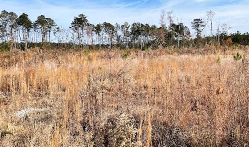 Photo #4 of SOLD property in Off Mullet Drive, Ivor, VA 25.5 acres