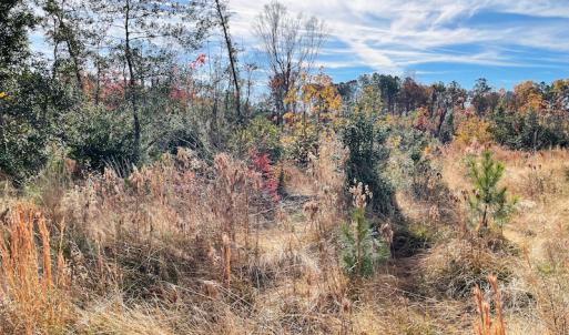 Photo #8 of SOLD property in Off Mullet Drive, Ivor, VA 25.5 acres