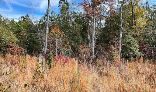 Photo #9 of SOLD property in Off Mullet Drive, Ivor, VA 25.5 acres