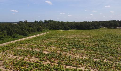 Photo #4 of SOLD property in Off Brayboy Road, Rowland, NC 10.0 acres