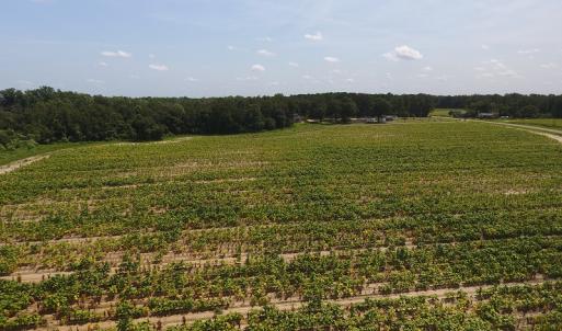 Photo #5 of SOLD property in Off Brayboy Road, Rowland, NC 10.0 acres
