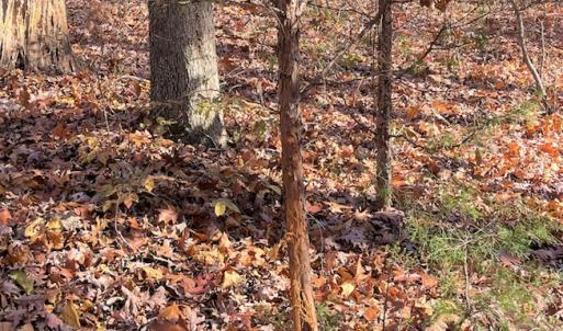 Photo #10 of SOLD property in Off Middlebrook Dr, Doswell, VA 16.8 acres