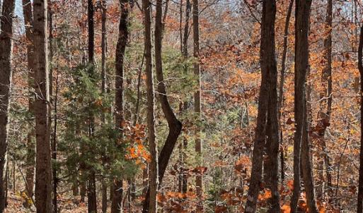 Photo #11 of SOLD property in Off Middlebrook Dr, Doswell, VA 16.8 acres