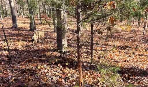 Photo #9 of SOLD property in Off Middlebrook Dr, Doswell, VA 16.8 acres