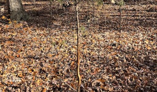 Photo #10 of SOLD property in Off Middlebrook Dr, Doswell, VA 13.8 acres