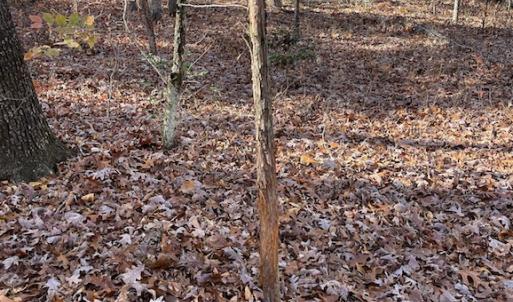Photo #16 of SOLD property in Off Middlebrook Dr, Doswell, VA 13.8 acres