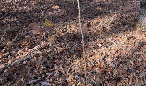 Photo #17 of SOLD property in Off Middlebrook Dr, Doswell, VA 13.8 acres