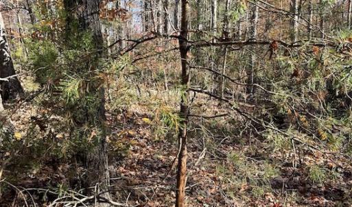 Photo #3 of SOLD property in Off Middlebrook Dr, Doswell, VA 13.8 acres
