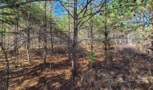 Photo #5 of SOLD property in Off McGinnis Lane, Ringgold, VA 5.0 acres