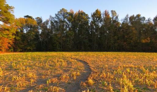 Photo #11 of SOLD property in Off Dallas Road, Lumberton, NC 98.3 acres