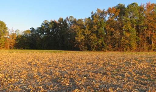 Photo #4 of SOLD property in Off Dallas Road, Lumberton, NC 98.3 acres
