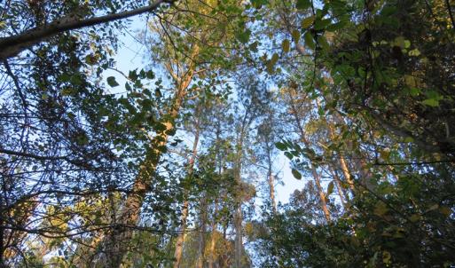 Photo #5 of SOLD property in Off Dallas Road, Lumberton, NC 98.3 acres