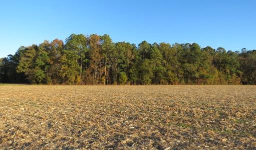 Photo #7 of SOLD property in Off Dallas Road, Lumberton, NC 98.3 acres
