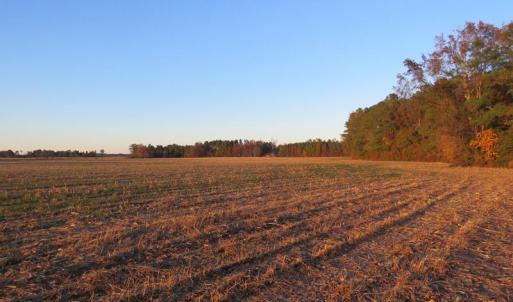 Photo #8 of SOLD property in Off Dallas Road, Lumberton, NC 98.3 acres