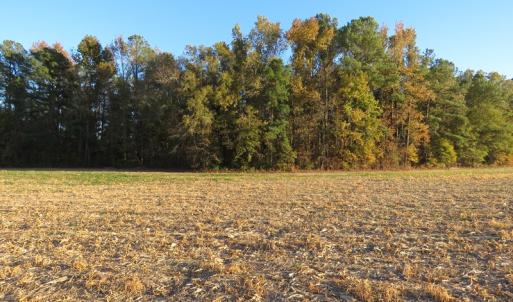 Photo #9 of SOLD property in Off Dallas Road, Lumberton, NC 98.3 acres