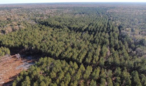 Photo #6 of Off Hwy 41, Marion, SC 133.0 acres
