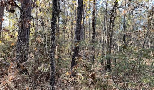Photo #11 of Off Hwy 41, Marion, SC 133.0 acres