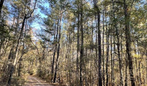 Photo #14 of Off Hwy 41, Marion, SC 133.0 acres