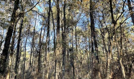 Photo #15 of Off Hwy 41, Marion, SC 133.0 acres