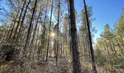 Photo #18 of Off Hwy 41, Marion, SC 133.0 acres