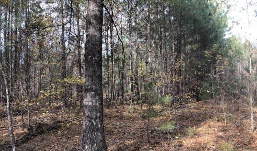 Photo #7 of SOLD property in Off SC 34 - Mount Hope Rd, Ridgeway, SC 42.0 acres
