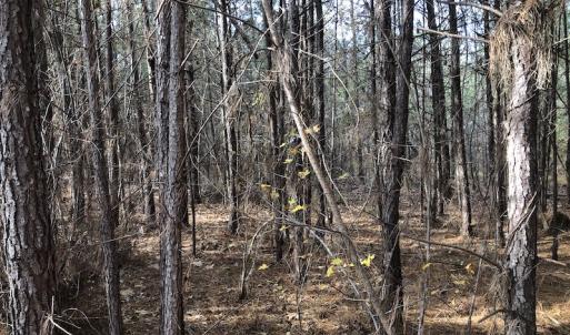Photo #8 of SOLD property in Off SC 34 - Mount Hope Rd, Ridgeway, SC 42.0 acres