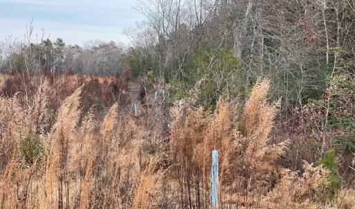Photo #11 of SOLD property in Off Liberty Hall Road, King and Queen Courthouse, VA 19.3 acres