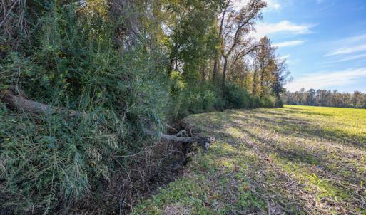Photo #19 of SOLD property in Off Highway 111, Chinquapin, NC 13.6 acres