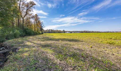 Photo #20 of SOLD property in Off Highway 111, Chinquapin, NC 13.6 acres