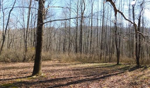 Photo #13 of SOLD property in Off Laurel Fork Road, Rocky Gap, VA 55.0 acres