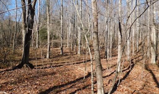 Photo #21 of SOLD property in Off Laurel Fork Road, Rocky Gap, VA 55.0 acres