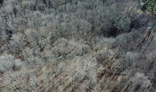 Photo #6 of SOLD property in Off Laurel Fork Road, Rocky Gap, VA 55.0 acres