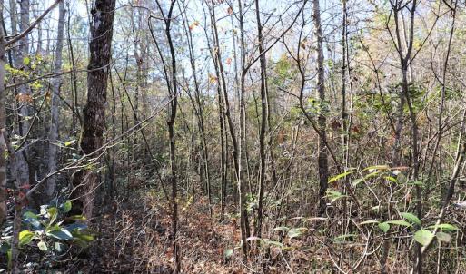 Photo #9 of SOLD property in Off Hwy 242, Bladenboro, NC 4.9 acres