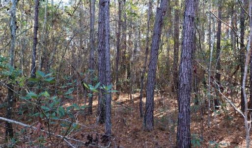 Photo #10 of SOLD property in Off Hwy 242, Bladenboro, NC 4.9 acres