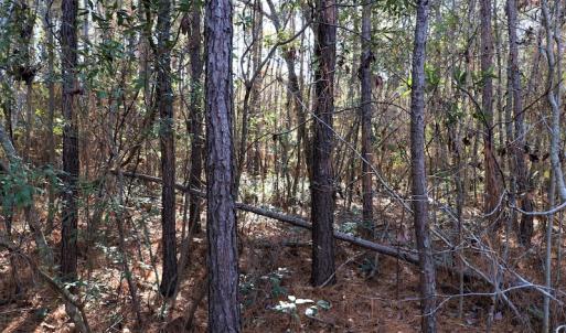 Photo #11 of SOLD property in Off Hwy 242, Bladenboro, NC 4.9 acres