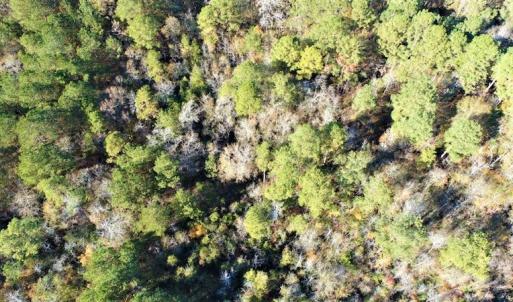 Photo #19 of SOLD property in Off Hwy 242, Bladenboro, NC 4.9 acres