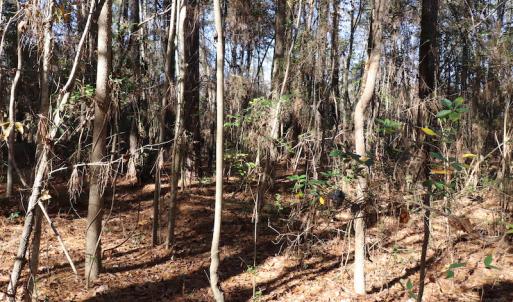 Photo #7 of SOLD property in Off Hwy 242, Bladenboro, NC 4.9 acres
