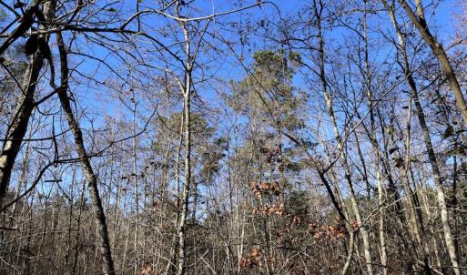 Photo #8 of SOLD property in Off Hwy 242, Bladenboro, NC 4.9 acres