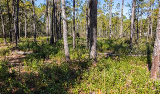 Photo #31 of SOLD property in Off Redwood Road, Southport, NC 14.7 acres