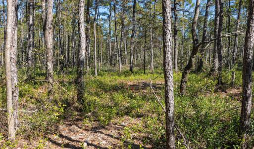 Photo #34 of SOLD property in Off Redwood Road, Southport, NC 14.7 acres