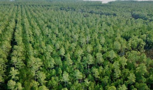 Photo #2 of Lot #28 Sandy Point, Scranton, NC 19.0 acres